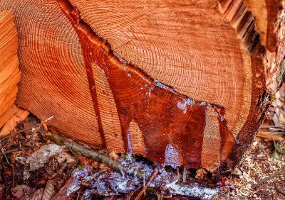 Αιτήσεις για το πρόγραμμα απασχόλησης πυρόπληκτων ρητινεργατών