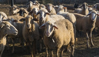 Ανοικτά τα σφαγεία στους νομούς που δεν έχουν κρούσματα ευλογιάς