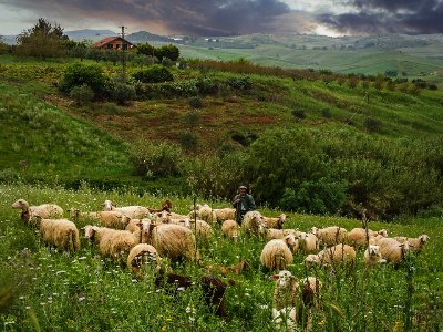 Ανοικτά τα σφαγεία στους νομούς που δεν έχουν κρούσματα ευλογιάς